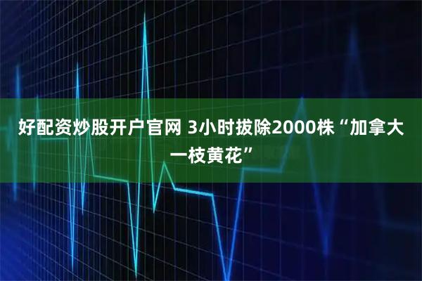 好配资炒股开户官网 3小时拔除2000株“加拿大一枝黄花”